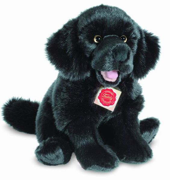 newfoundland dog teddy