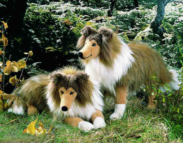 rough collie teddy