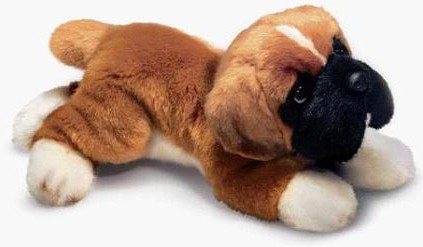 boxer dog teddy